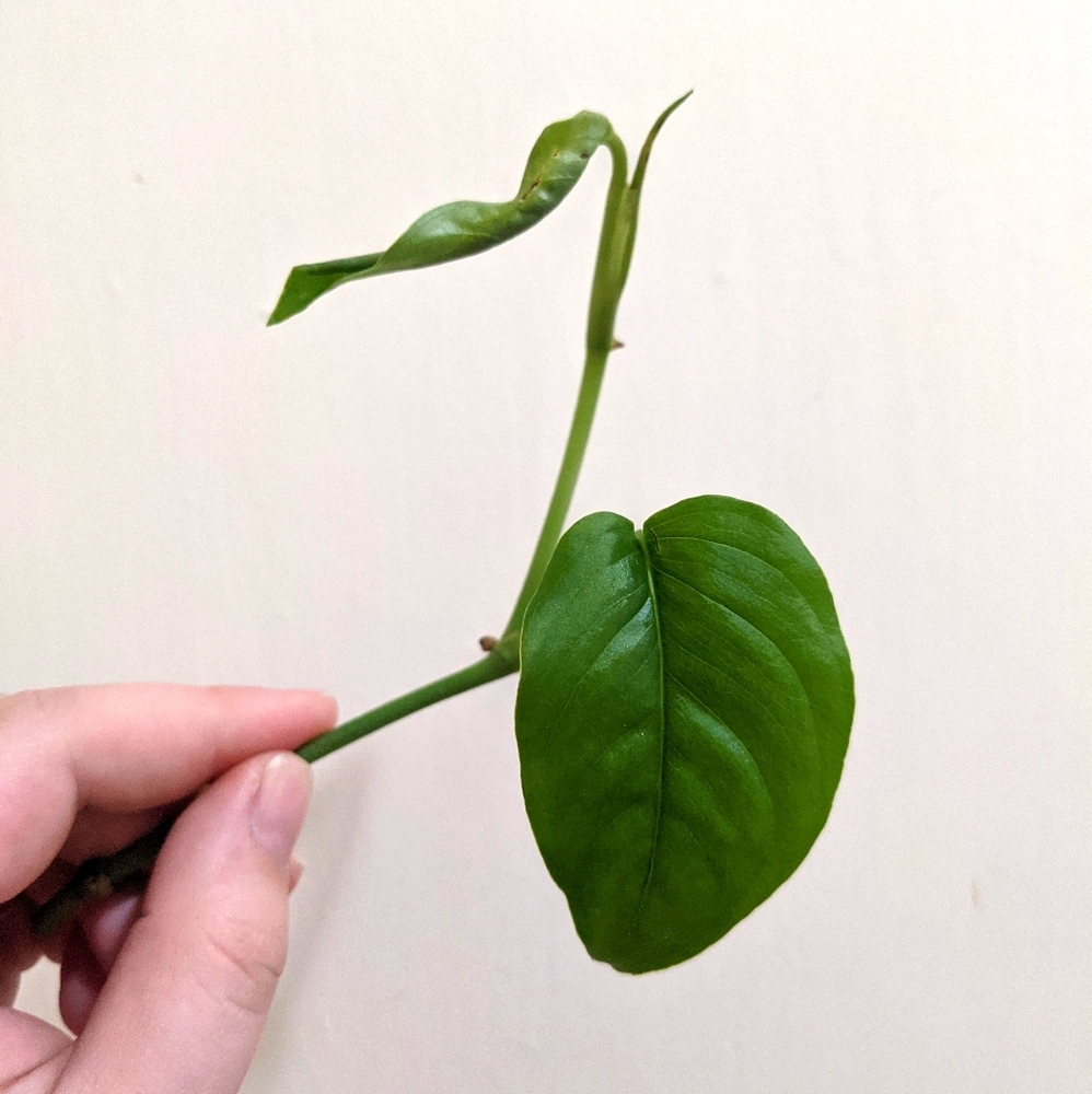 Monstera Adansonii Laniata House Plant Cutting